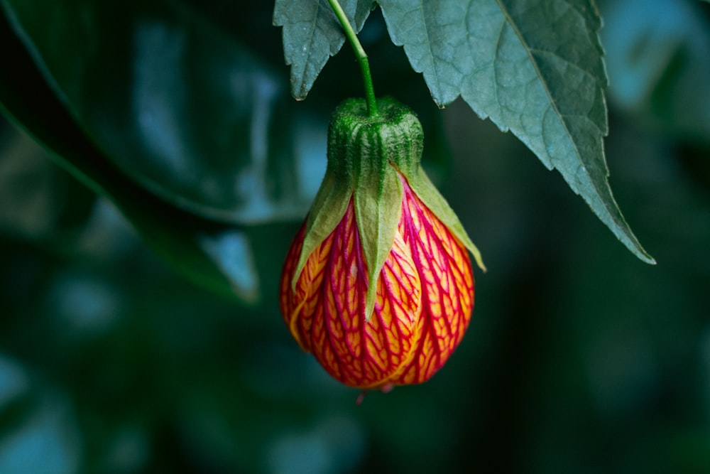 a close up of a flower on a tree