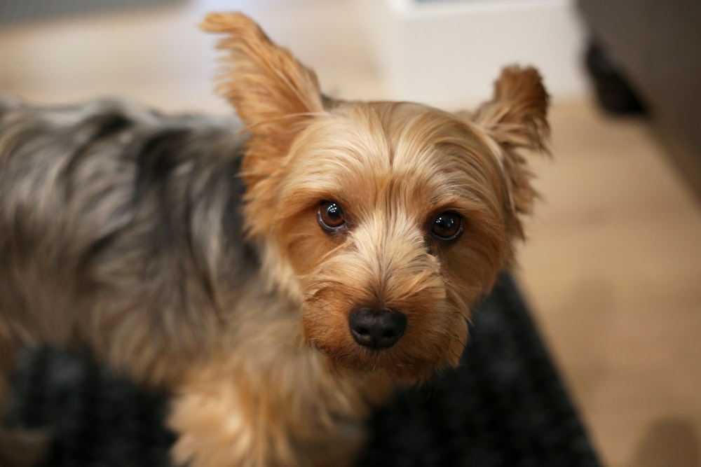 a small brown dog standing on top of a rug