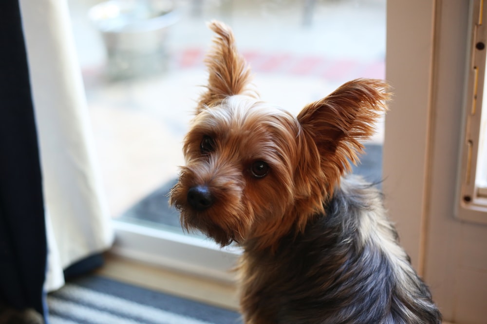 a small brown and black dog sitting in front of a window