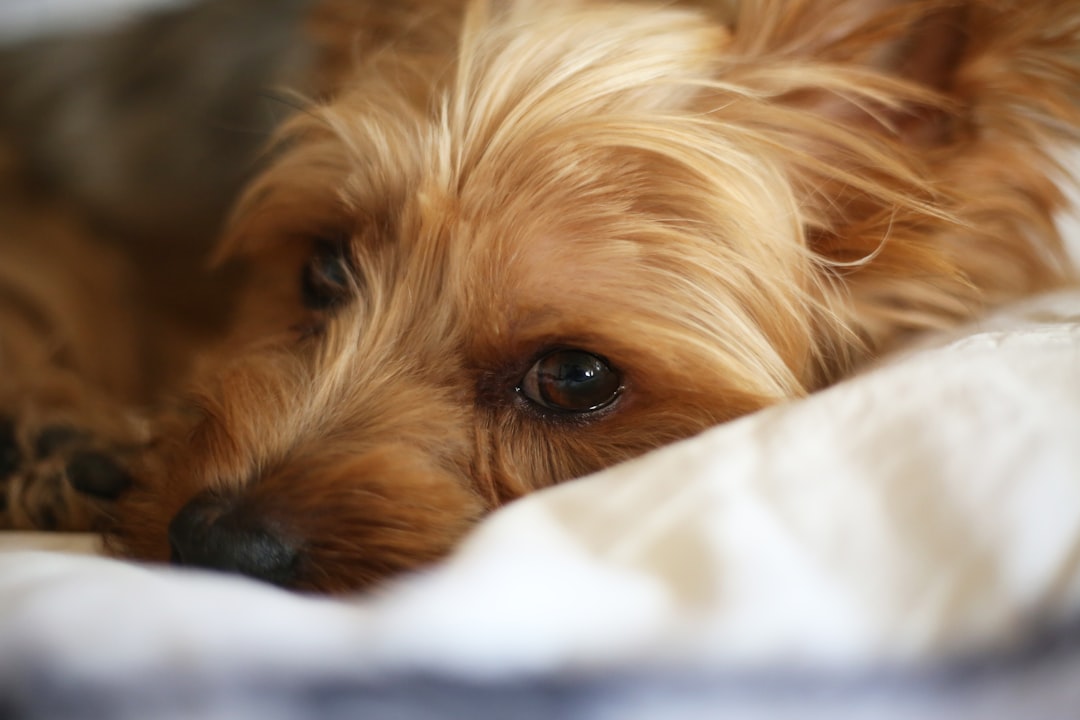 Exploring the World of Unique Dog Fur: From Long-Haired Elegance to Fluffy Delights