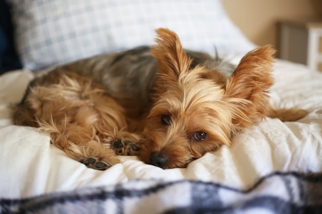 A small, fluffy dog with golden brown fur and large ears is lying comfortably on a white bed. The animal looks relaxed with its head resting on its paws, gazing towards the camera. The bedding appears soft and inviting, with a blue checked pattern visible in the background.