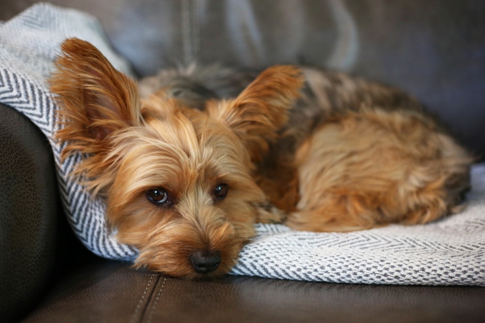 a small brown dog laying on top of a couch