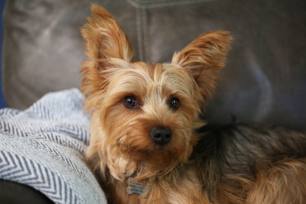 a small brown dog laying on top of a couch