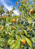 A tree laden with vibrant orange fruit is set against a bright blue sky. The leaves are a lush green, indicating healthy growth. The fruit appears ripe and ready for harvest, with some sunlight gently illuminating the scene.