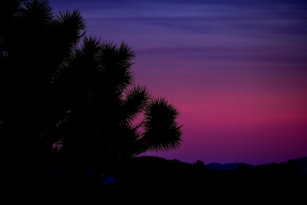 a silhouette of a tree against a purple and blue sky