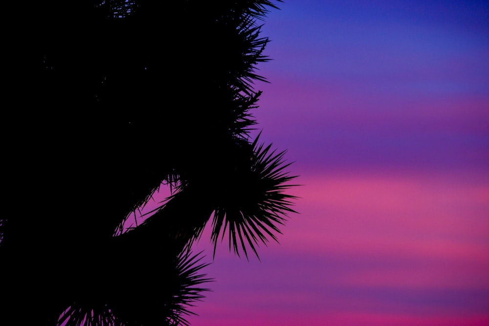 the silhouette of a palm tree against a purple and blue sky