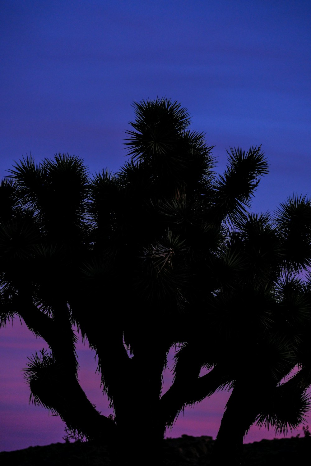 a silhouette of a joshua tree against a purple and blue sky
