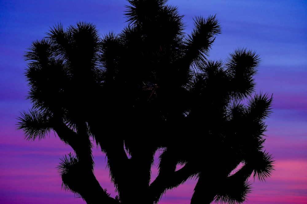 a silhouette of a tree against a purple and blue sky