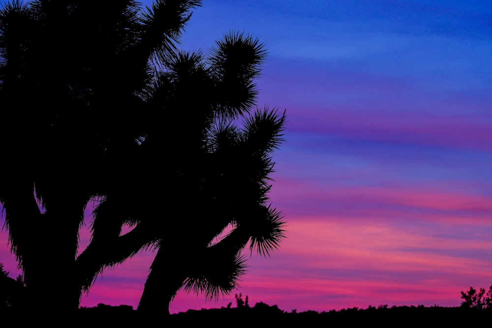 a silhouette of a palm tree against a purple and blue sky