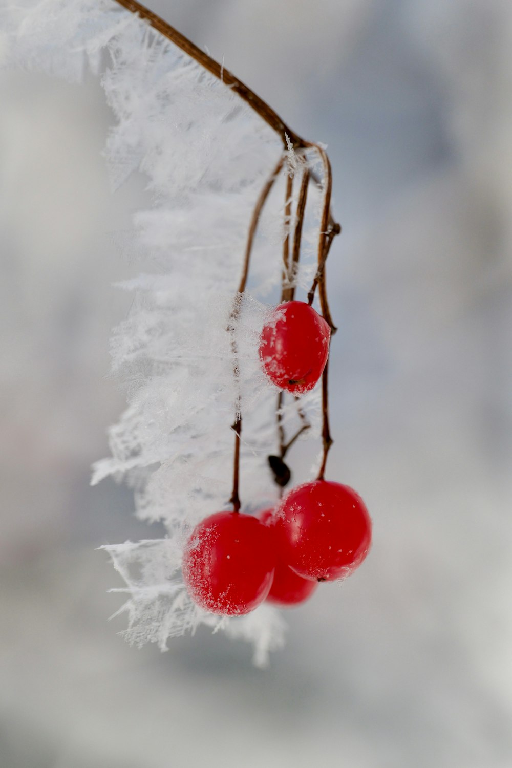 two cherries hanging from a branch in the snow