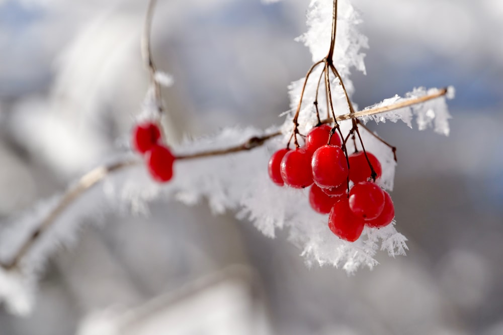 a bunch of berries that are on a branch