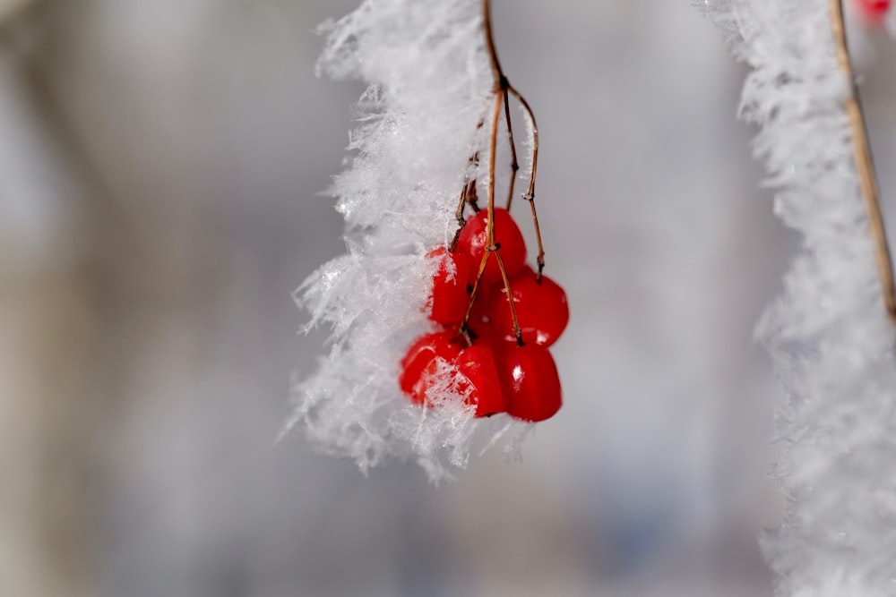 un par de frutos rojos colgando de un árbol