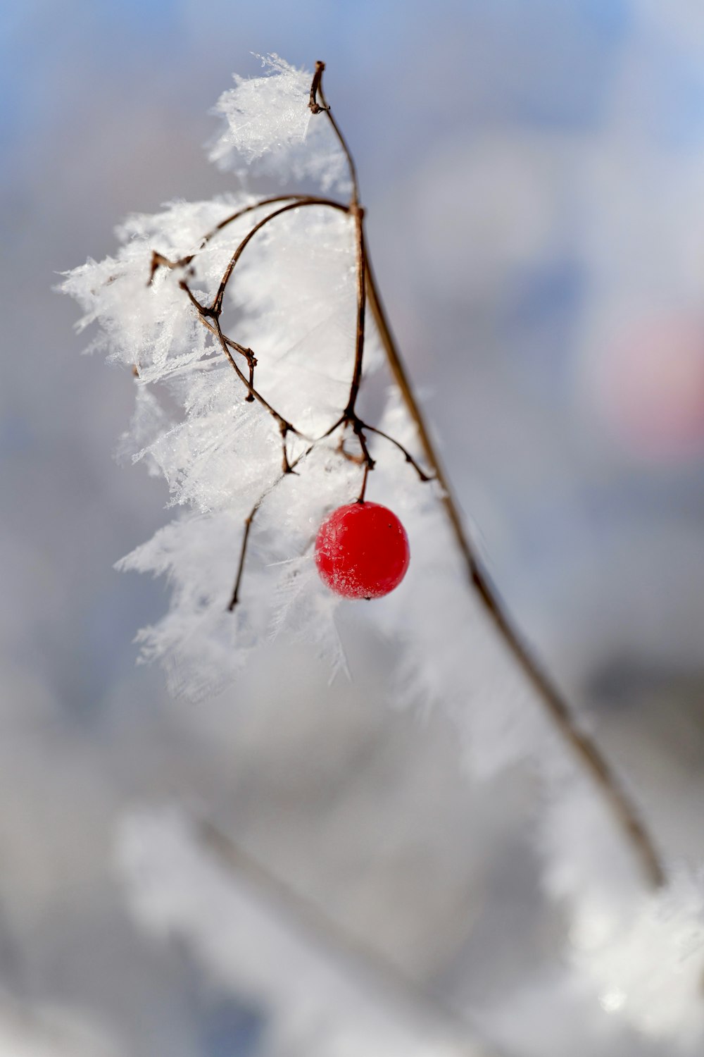 a branch with a red ball hanging from it