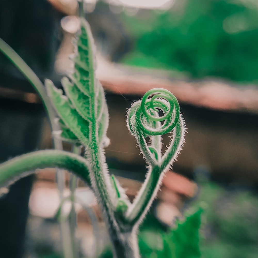 a close up of a plant with green leaves