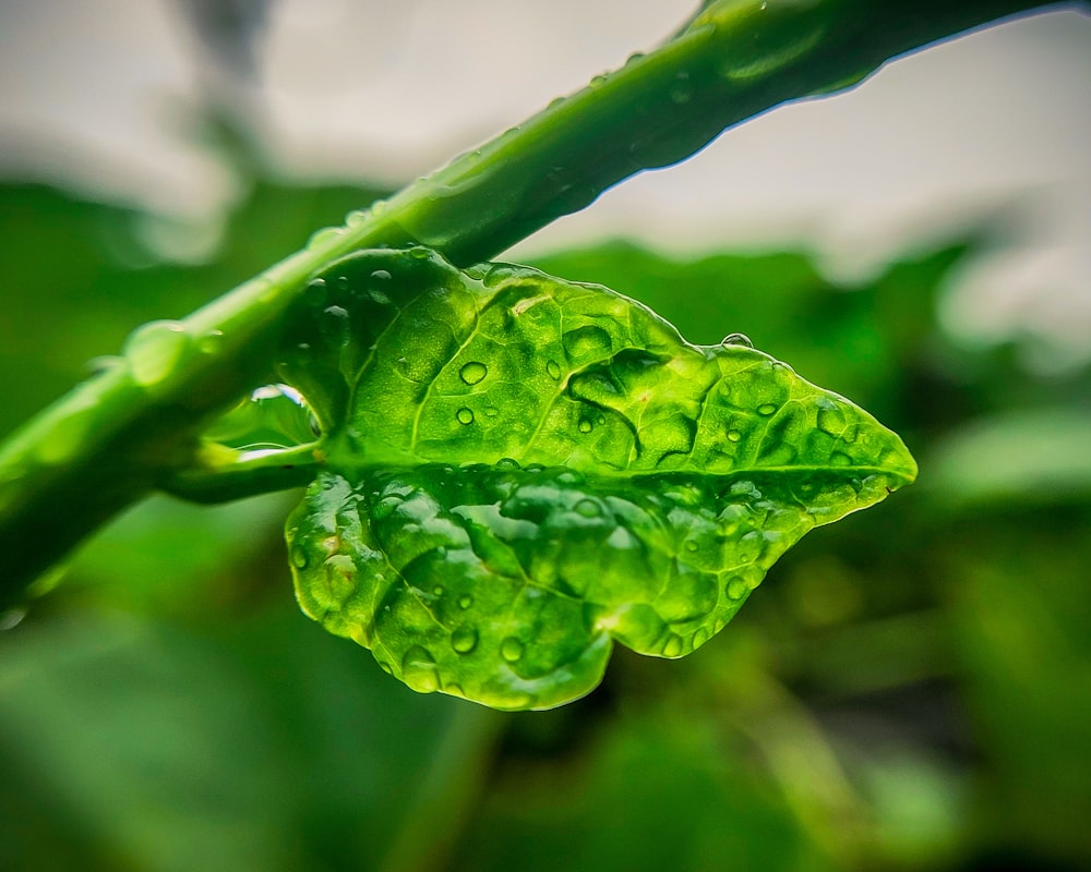 a green leaf with drops of water on it