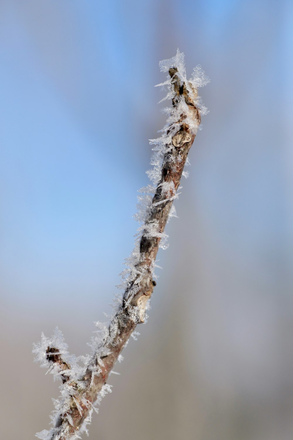 a close up of a plant with frost on it