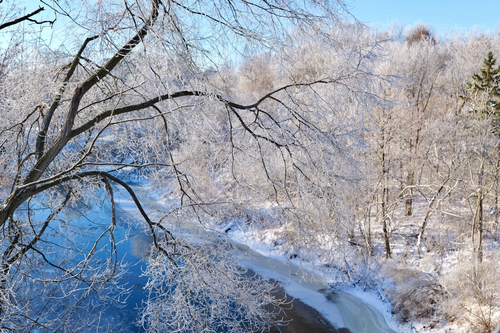 a river running through a forest covered in snow