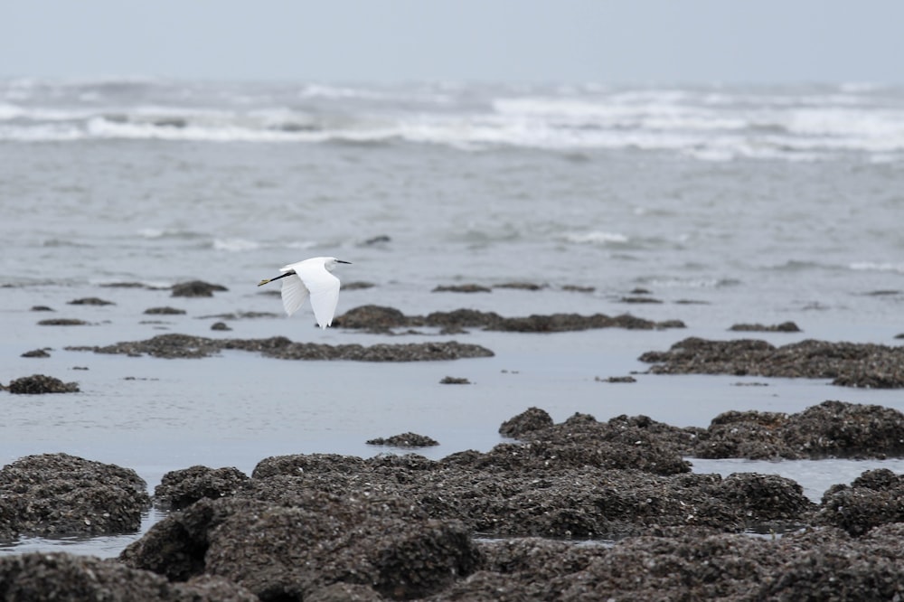 a white bird flying over a rocky beach