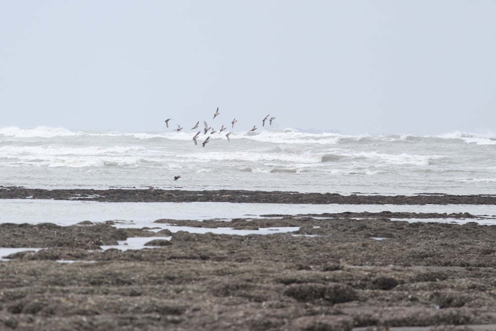 a flock of birds flying over the ocean