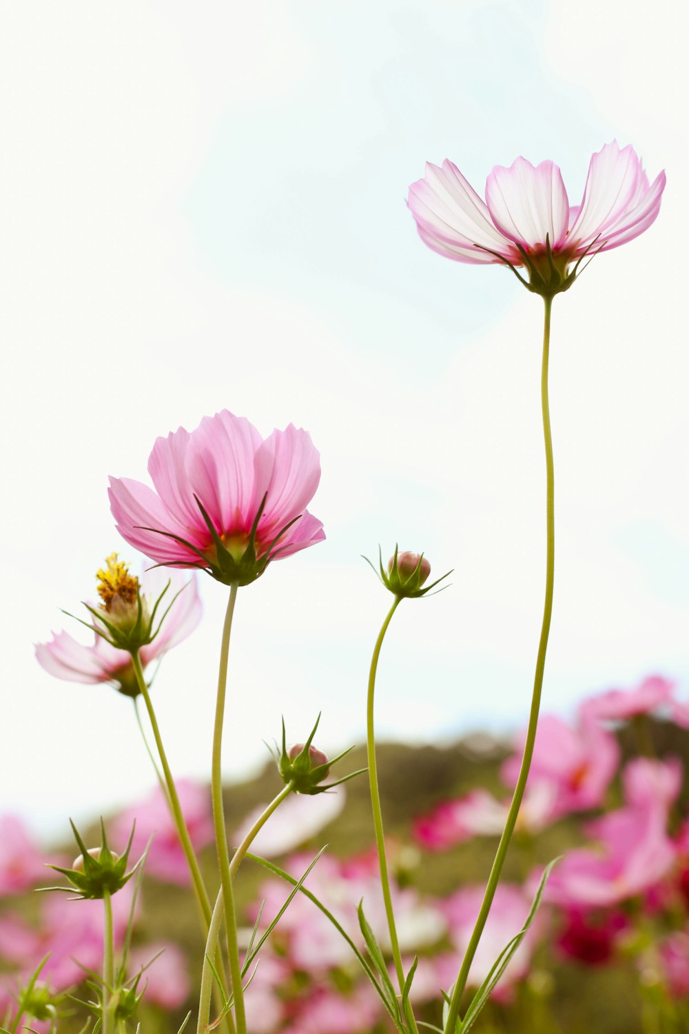 a field of pink flowers with a sky background