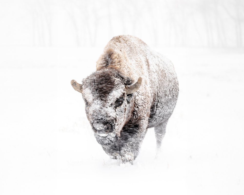 a bison walking through a snow covered field