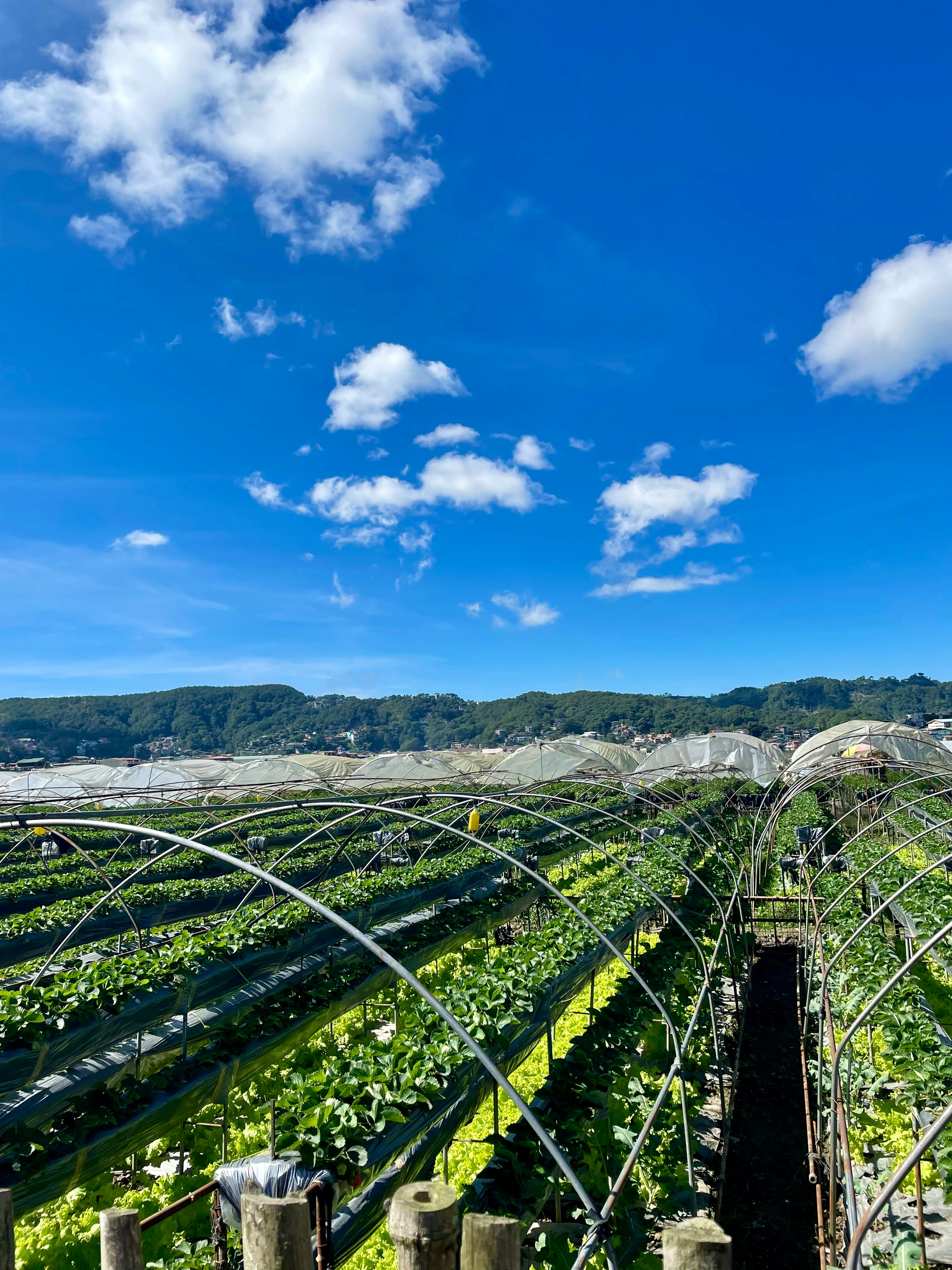 Premium Organic Dates Selection