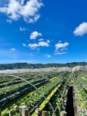A sprawling agricultural field with rows of green plants growing under arched support structures, set against a backdrop of lush hills and a bright blue sky with scattered white clouds.