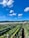 A sprawling agricultural field with rows of green plants growing under arched support structures, set against a backdrop of lush hills and a bright blue sky with scattered white clouds.