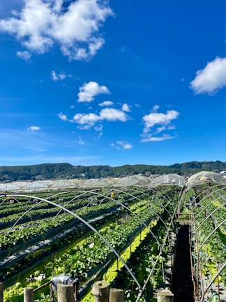 Farm workers tending to vegetable plants under a bright blue sky.