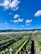 A sprawling agricultural field with rows of green plants growing under arched support structures, set against a backdrop of lush hills and a bright blue sky with scattered white clouds.
