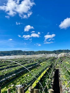A sprawling agricultural field with rows of green plants growing under arched support structures, set against a backdrop of lush hills and a bright blue sky with scattered white clouds.