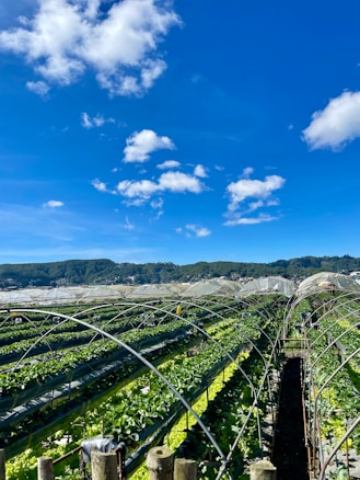 A sprawling agricultural field with rows of green plants growing under arched support structures, set against a backdrop of lush hills and a bright blue sky with scattered white clouds.