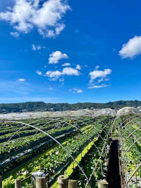 A sprawling agricultural field with rows of green plants growing under arched support structures, set against a backdrop of lush hills and a bright blue sky with scattered white clouds.