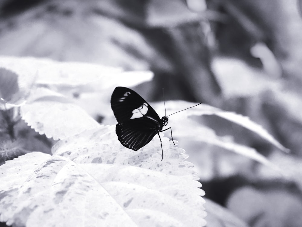 a black and white photo of a butterfly on a leaf