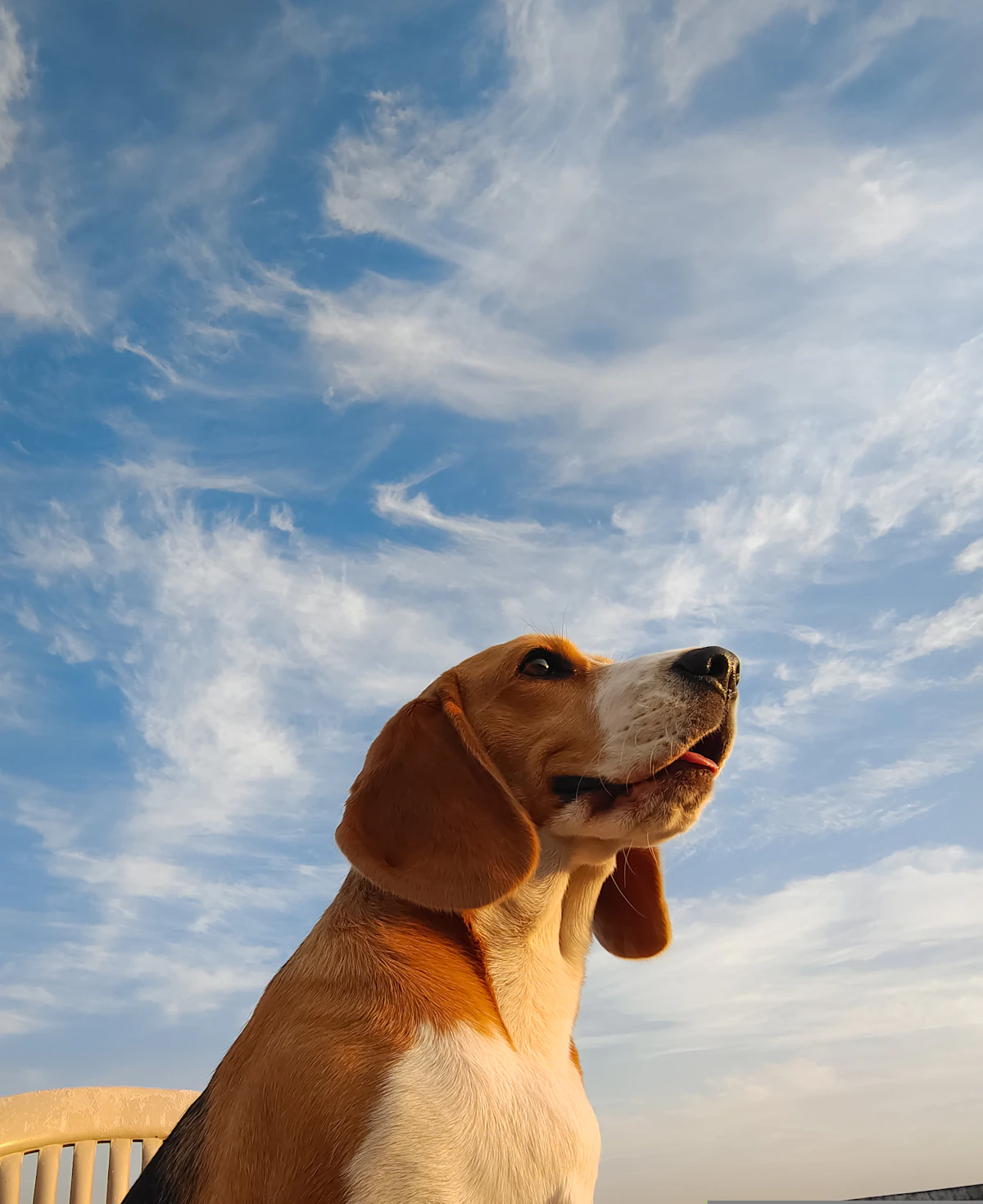 Fifteen hundred beagles are learning what grass feels like