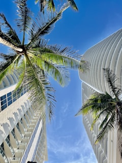 Tall palm trees stretch upwards against a backdrop of bright blue sky, flanked by modern high-rise buildings with curved and angular designs. The scene conveys a luxurious and tropical urban environment.