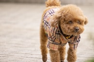 A small poodle with a stylish haircut, smiling as it enjoys a gentle brush.