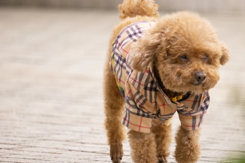 A fluffy poodle with a perfectly styled coat, looking content after a grooming session.
