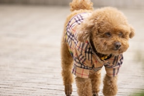 A small poodle with a breed-appropriate haircut looking content and comfortable.