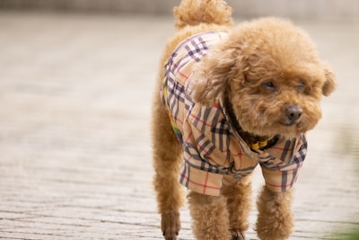 A playful mini poodle with curly apricot fur sitting on a cozy blanket.