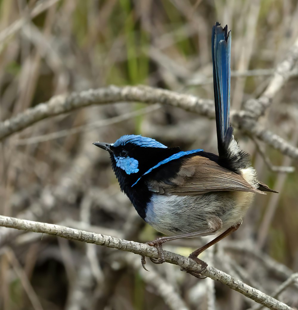 a blue and brown bird sitting on top of a tree branch