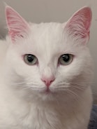 A close-up of a fluffy white cat with bright green eyes.