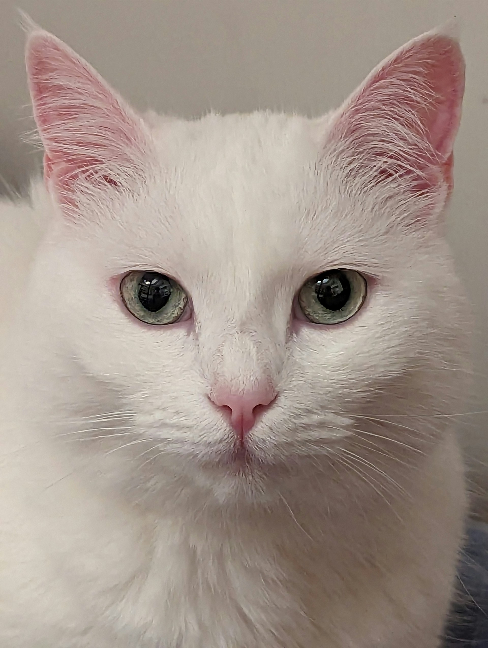A close-up of a white cat with striking green eyes and pink-tinted ears and nose. The cat's fur appears soft and fluffy, and its gaze is directed at the viewer.