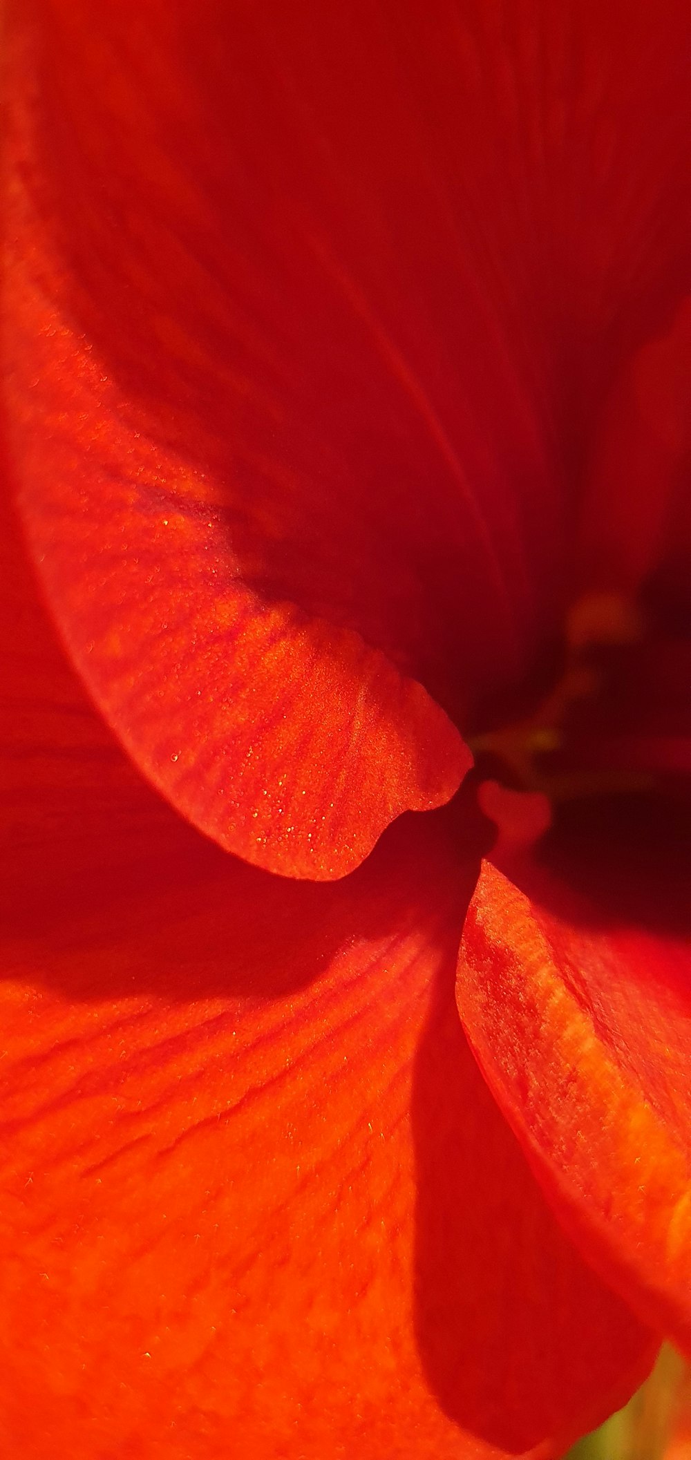 a close up of a bright red flower