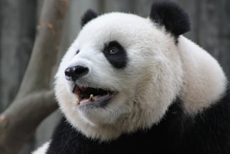 A close-up of a giant panda with a fluffy white and black fur pattern. The panda's face is expressive, with round ears, dark eye patches, and a slightly open mouth showing teeth. The soft texture of the fur contrasts with the panda's black nose and eyes. A blurred natural background suggests an outdoor setting.