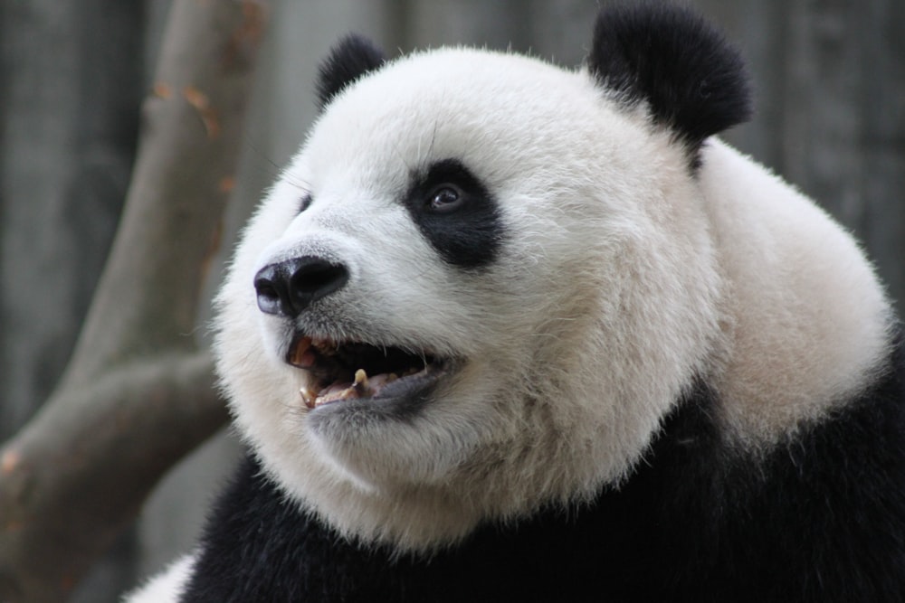a close up of a panda bear with its mouth open