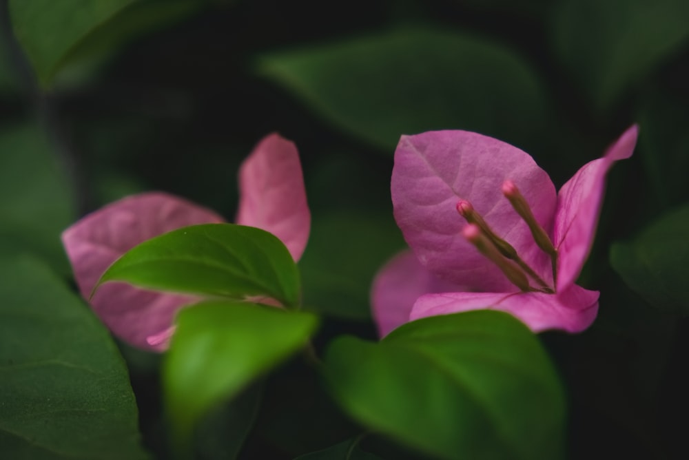 a pink flower with green leaves in the background