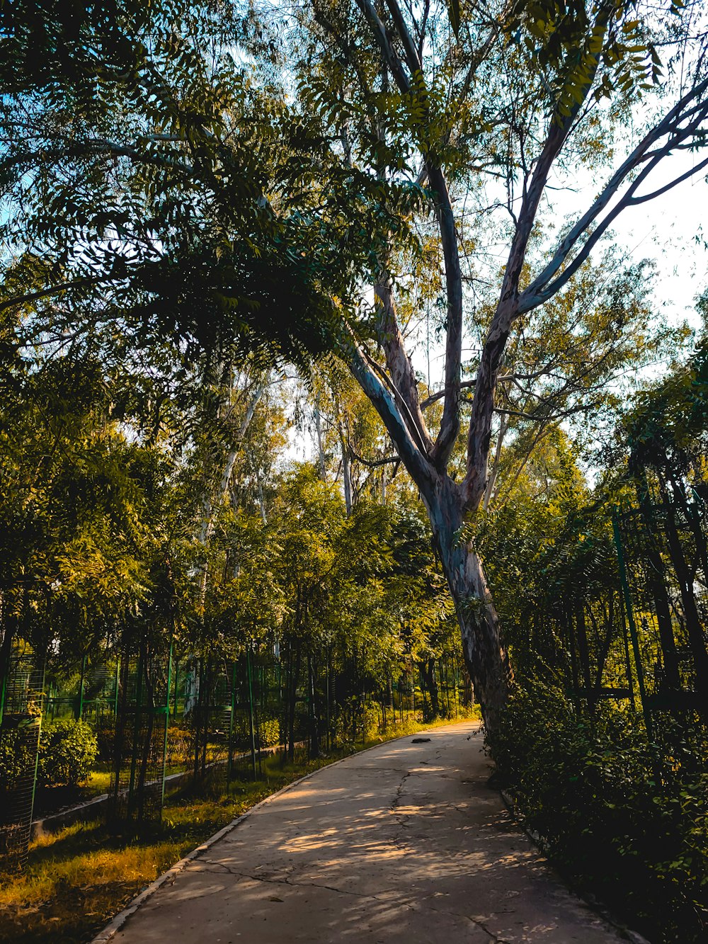 a tree on the side of a path in a park