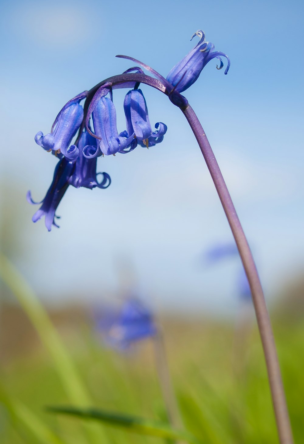 a close up of a blue flower with a sky background