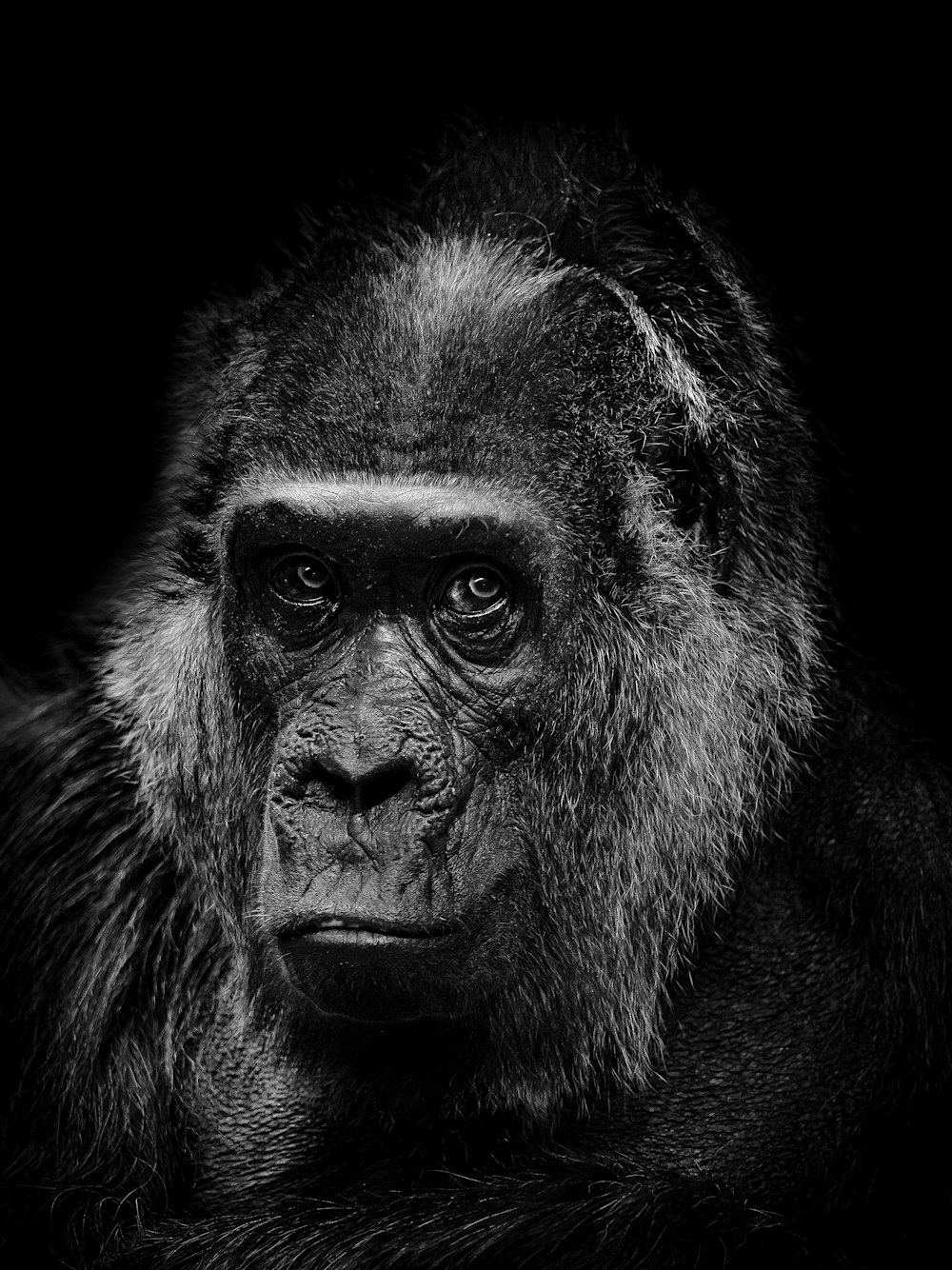 a black and white photo of a monkey